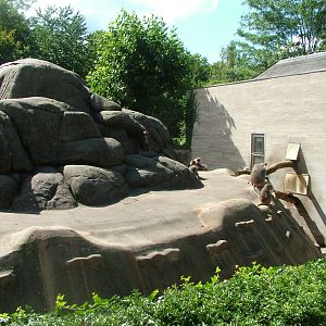 Baboon Rock at Frankfurt 31/08/10