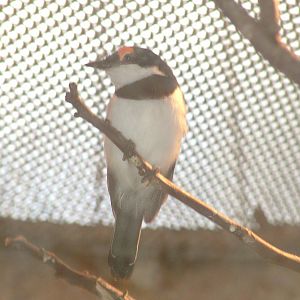 Brown-throated Wattle-Eye at Frankfurt 31/08/10