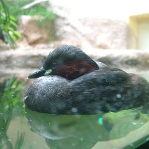 Little Grebe at Frankfurt 31/08/10