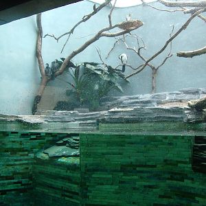 Cormorant Exhibit at Frankfurt 31/08/10