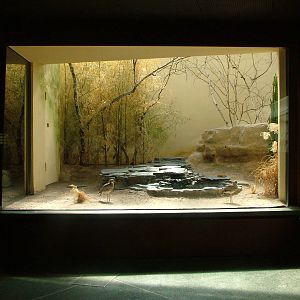 Bird House Exhibit at Frankfurt 31/08/10