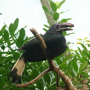 Tarictic Hornbill at Frankfurt 31/08/10