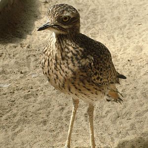 Cape Thick-Knee at Frankfurt 31/08/10