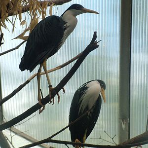 Pied Heron at Frankfurt 31/08/10