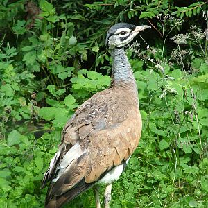 White-bellied Bustard at Frankfurt 31/08/10