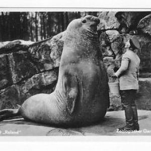 Elephant seal Roland in Berlin