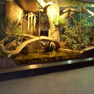 jaguarundi enclosure 030910
