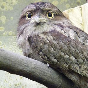 Tawny frogmouth