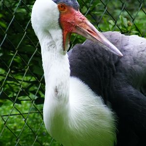 Wattled crane
