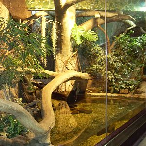 jaguarundi enclosure 030910
