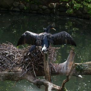 eurasian great cormorant 030910
