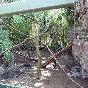 Carnivore Kingdom - Hyacinth Macaw Exhibit