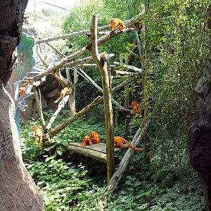 Carnivore Kingdom - LEGO Display - Golden Lion Tamarin Exhibit