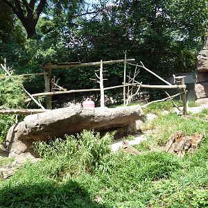 Carnivore Kingdom - White-Nosed Coati Exhibit