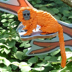 Carnivore Kingdom - LEGO Display - Golden Lion Tamarin