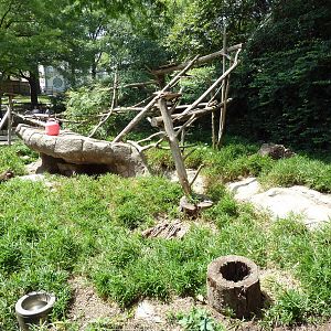 Carnivore Kingdom - White-Nosed Coati Exhibit
