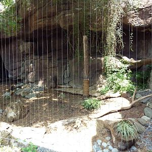 Carnivore Kingdom -Snow Leopard Exhibit