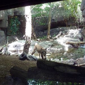 Carnivore Kingdom - Canadian Lynx Exhibit