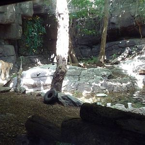 Carnivore Kingdom - Canadian Lynx Exhibit