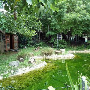 Carnivore Kingdom - Brown Pelican Exhibit