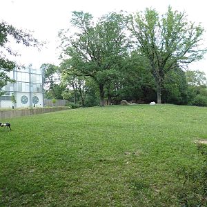 Addax/Mhorr Gazelle/African Crowned Crane/Saddle-Billed Stork Exhibit