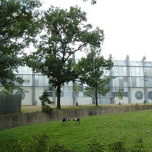 Addax/Mhorr Gazelle/African Crowned Crane/Saddle-Billed Stork Exhibit