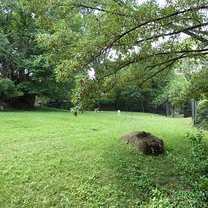 Addax/Mhorr Gazelle/African Crowned Crane/Saddle-Billed Stork Exhibit