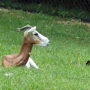 Mhorr Gazelle