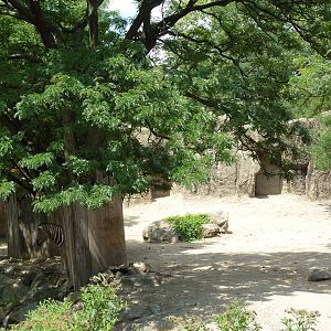 White Rhino/Zebra Exhibit