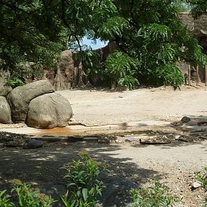 White Rhino/Zebra Exhibit