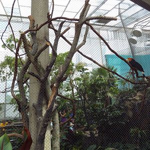 McNeil Avian Center - Built In 1916 - Rhinoceros Hornbill Exhibit