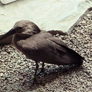 McNeil Avian Center - Built In 1916 - Hammerkop
