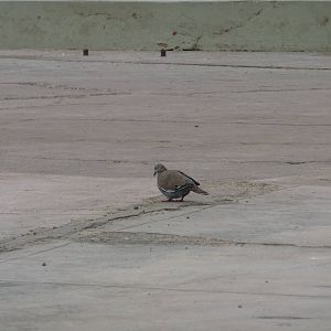 Pacific dove