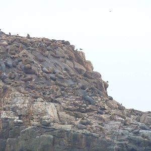 Patagonian sealions