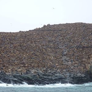 Patagonian sealions