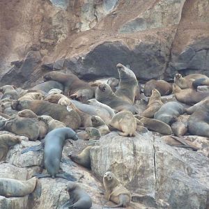 Patagonian sealions