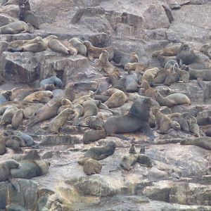 Patagonian sealions
