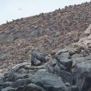 Patagonian sealions