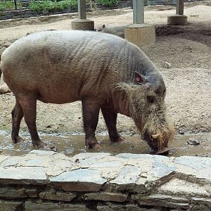 Bornean Bearded Pig
