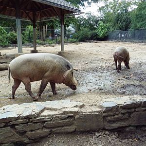 Bornean Bearded Pig Exhibit