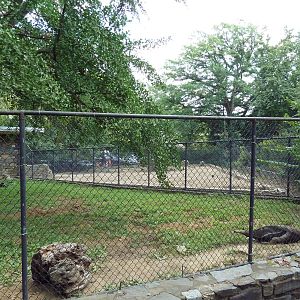 Giant Anteater Exhibit