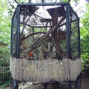 Russian Red Tree Squirrel Exhibit