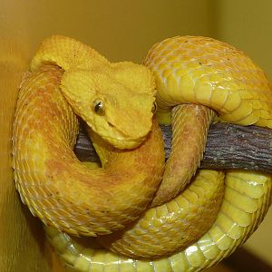 Eyelash palm pitviper/ Bothriechis schlegelii