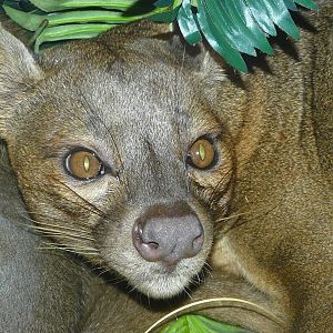 Fossa/ Cryptoprocta ferox