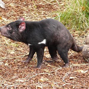 Tasmanian devil/ Sarcophilus harrisii