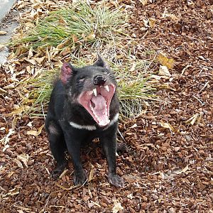 Tasmanian devil/ Sarcophilus harrisii