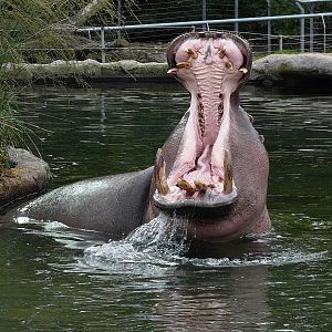 Hippopotamus/ Hippopotamus amphibius