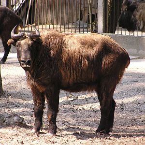 Mishmi takin/ Budorcas taxicolor taxicolor