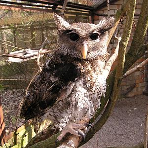 Malayan eagle owl/ Bubo sumatrana