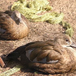 Abyssinian blue-winged goose/ Cyanochen cyanopterus